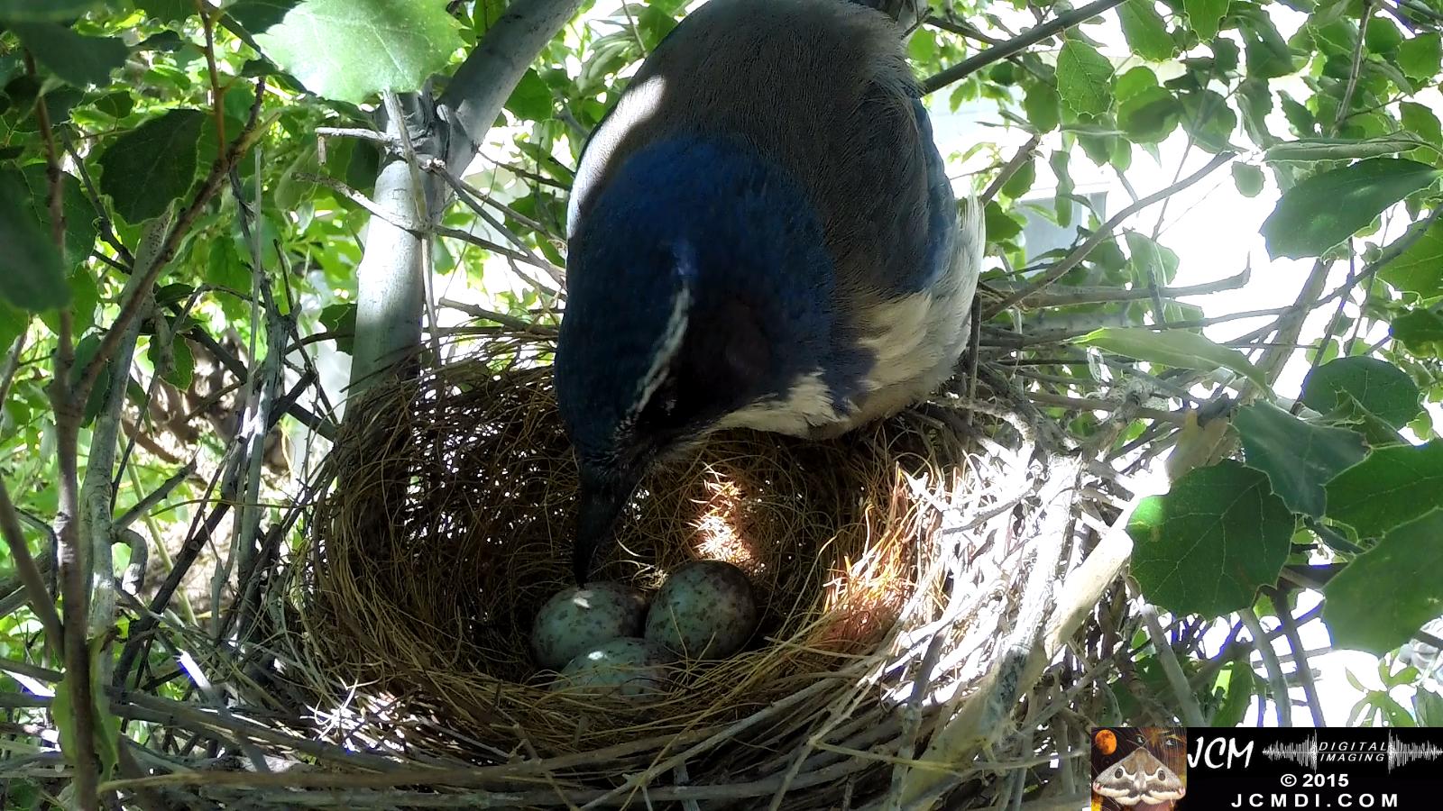 Scrub Jay female inspects eggs sits